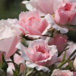 Rose Plant Live, Hybrid Tea Rose Bush Live Plant, 5-9 Inch Tall, Fragrant Flowers Shrub Ready to Plant Outdoor, No Pot, Well-Rooted (Pink Rose)