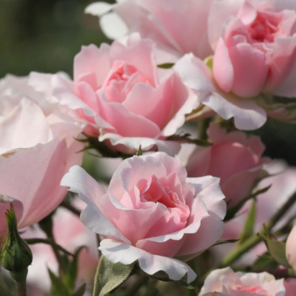 Rose Plant Live, Hybrid Tea Rose Bush Live Plant, 5-9 Inch Tall, Fragrant Flowers Shrub Ready to Plant Outdoor, No Pot, Well-Rooted (Pink Rose)