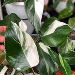 White Princess Philodendron Plant Live, Rare Tropical Variegated Live Indoor Houseplant, Starter Plants No Pot, 5-9" in Tall