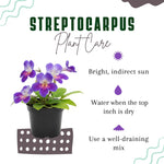 Streptocarpus Live Plant in 3.25" Pot, 5-8" False African Violet Ladyslipper Primose Plant for Spring Planting, Indoor Outdoor Home Décor (Blue White)