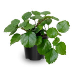 Pack 02 Green Plectranthus Swedish Ivy Plants Live, Live Swedish Ivy Plants, House Plant Live, 3 to 5 Inc Long, Swedish Ivy Live Plant for Garden