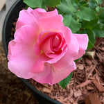 Rose Bush Live Plant, 5-9 Inch Tall, Fragrant Rose Flowers Tree, Well-Rooted Ready to Plant Outdoor Indoor (Rare Pink Rose)