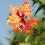 Hibiscus Plants Live, Hibiscus Plants Live, Easy to Plant, Hibiscus Tree Live Plant, Perennial Flower Tree, Peach Hibiscus