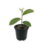 Pink Guava Plant Live 4-8 Inch Tall, Sweet Tropical Guava Fruit Tree Seedling, Garden and Container Growing