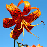 10 Turks Cap Lily Bulbs, Perennial Tiger Lilies Bulbs for Garden Borders, Hardy and Ready to Plant