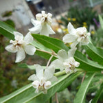 2 Vining Milkweed Plants Live, Tropical Butterfly Milkweed 4-8 Inches, Perennial Milkweeds Flowers Well Rooted Container or Outdoor Growing