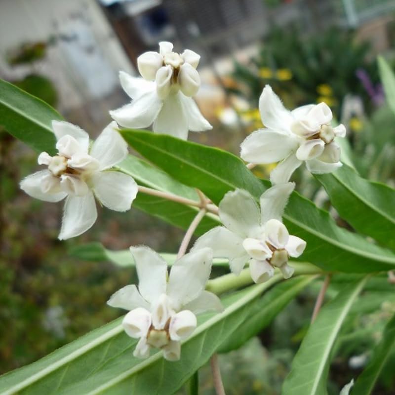 2 Vining Milkweed Plants Live, Tropical Butterfly Milkweed 4-8 Inches, Perennial Milkweeds Flowers Well Rooted Container or Outdoor Growing