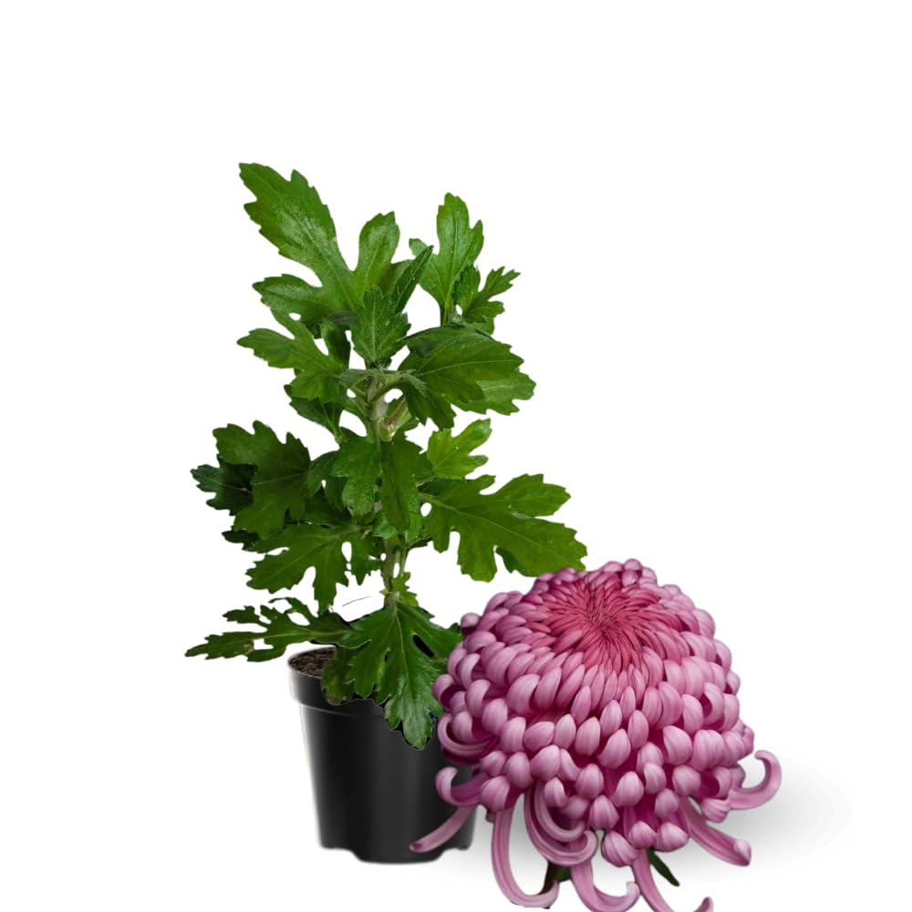 2 Mums Plants Live, Double Purple Chrysanthemum Plants Live, 5 to 7 Inc Long, Chrysanthemum Flower Live Plant Growing Gardening Mum Live Plant