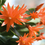 2 Pink Easter Cactus Plants Live, Christmas Cactus Thanksgiving Cactus Plants Live, Well-Rooted Cold Hardy, Holiday Cactus for Indoor Outdoor Planting, 4-8 Inc Tall, Starter Tree