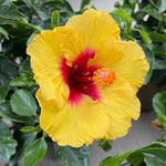 Hibiscus Plants Live, Tropical Hibiscus Plant, Perennial Flower Bush, 7 to 13 Inch Tall