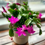 1 Pot Pink Christmas Cactus Live Plant, Clumps of 4-7 Inch Height, True Christmas Cactus for Indoor Spaces, Holiday Houseplant