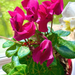 2 Pink Cyclamen Plants Live in 4" Pot, Already Bloom in Vibrant Color, Easy to Care for Indoor or Garden Flowering Houseplant
