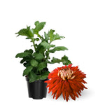 2 Mums Plants Live, Dark Orange Chrysanthemum Plants Live, 5 to 7 Inc Long, No Potted, Mum Live Plant