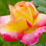 Rose Bush Live Plant, Fragrant Hybrid Tea Rose Flowers Well Rooted Plant, 5-10 Inc Tall for Planting Indoor Outdoor (Peace Rose)