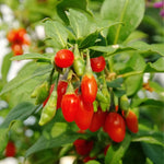 Set 6 Red Goji Berry Plants Cuttings, 8-10 Inches Tall Fruit Berry Bush Plant Cutting for Planting, Unrooted
