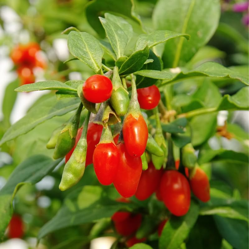 Set 6 Red Goji Berry Plants Cuttings, 8-10 Inches Tall Fruit Berry Bush Plant Cutting for Planting, Unrooted