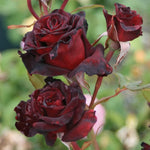 Black Red Climbing Rose Live Starter Plant, Fragrant Rose Ready to Plant, Climbing Rose for Planting Outdoor, No Pot, 1 Year Old Rose Plant