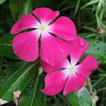4 Pots Pink Vinca Plants Live, 4-6" Tall Ground Cover Vinca Flowers for Outdoor Garden, Landscape, Containers