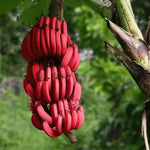 Red Banana Plant Live, 4-6" Tall Well-Rooted for Indoor Tropical Displays, Cold Hardy Banana Fruit Tree