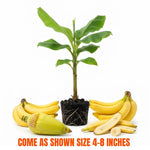 Basjoo Banana Tree Live Plant, Edible Fruit, 4-6" Tall