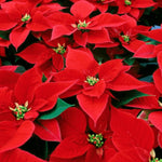 Dwarf Red Poinsettia Plant Live 4-8 Inches, Vibrant Poinsettia Flowers for Holiday, Live Indoor Houseplant, No Pot