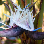 Bird of Paradise Plant Live, White Bird of Paradise Live Plant from 9 to 12 Inches Tall, Flower Bush Plant