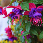 2 Fuchsia Plants Live Indoor Outdoor, Pink Purple Fuchsia Live Plant, 3 to 7 Inches Tall