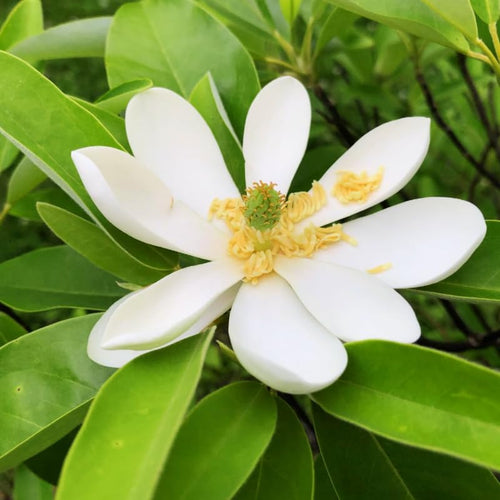 02 Sweetbay Magnolia Trees Live Plants 2.5" Pot, 1 Year Old Well-Rooted Tree, Cold Hardy, Magnolia Shrub for Spring Planting, Fast-Growing