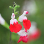 4 Fragrant Sage Salvia Live Plants, Planting in Spring Sage Plants Live, 5 to 10 Inches in Tall, Change Color (Hot Lips)