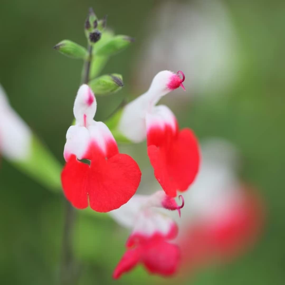 4 Fragrant Sage Salvia Live Plants, Planting in Spring Sage Plants Live, 5 to 10 Inches in Tall, Change Color (Hot Lips)