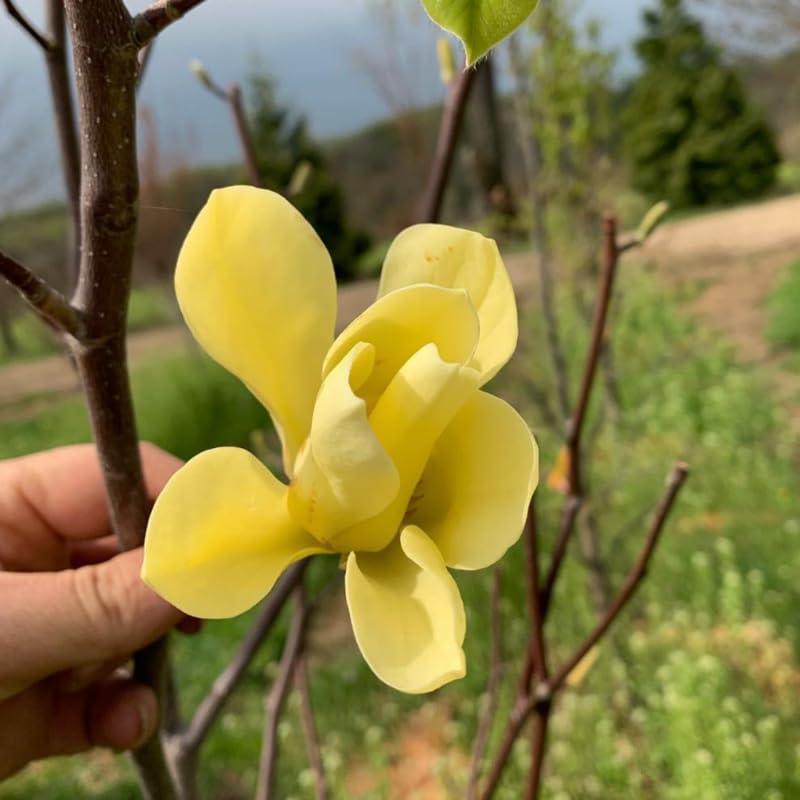 Yellow Magnolia Tree in Gallon Pot, Live Flowering Magnolia Tree, Hardy Ornamental Shade Trees with Fragrant Blooms
