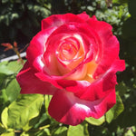 Rose Live Plant for Planting, Fragrant Hybrid Rose Bush, 5-10” Tall, Ready to Grow Flowering Shrub for Outdoor Garden, No Pot (Delight Rose)