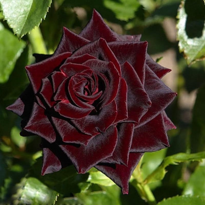Black Red Rose Climbing Live Starter Plants, Fragrant Pink Climbing Rose for Planting Outdoor, No Pot, 1 Year Old Rose Plant, Well-Rooted Rose Plants Live Ready to Plant