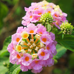 Set 4 Trailing Lantana Plants Live for Planting, Fragrant Lantana Live Plant to Grow Indoor Outdoor, Lantana Flowers Perennial, 4-8" Tall (Pink Lantana)