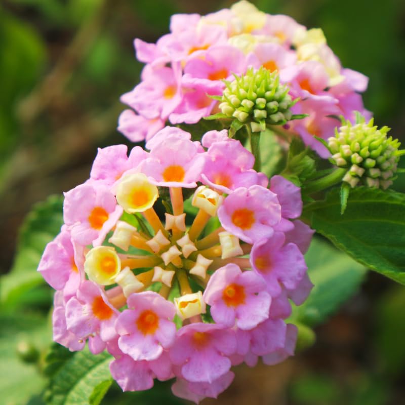 Set 4 Trailing Lantana Plants Live for Planting, Fragrant Lantana Live Plant to Grow Indoor Outdoor, Lantana Flowers Perennial, 4-8" Tall (Pink Lantana)