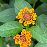 2 Lantana Plants Live, Lantana Live Plants for Planting Outdoors, Trailing Lantana Plants Live, 5 to 7 Inc Tall (Orange)