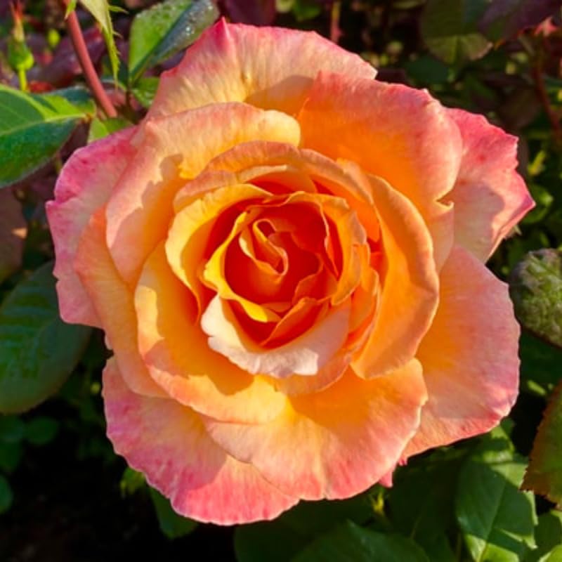 Rose Bush Live Plant, Fragrant Hybrid Tea Rose Flowers Well Rooted Plant, 5-10 Inc Tall for Planting Indoor Outdoor (Sunset Rose)