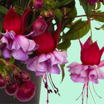 Pack 2 Fuchsia Plants Live, Pink White Flower Fuchsia Plant, 3 to 5 Inches Tall, Fuchsia Live Plant, Live Fuchsia Plant, Fuchsia Plant Pot for Growing Outdoors Indoors