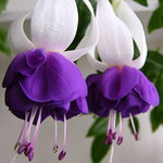 Set 2 White Purple Fuchsia Plants Live 4-7 Inches Tall, Colorful Hanging Flower Plants for Patio, Garden and Containers