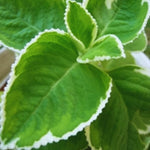 Set of 4 Mix Cuban Oregano Live Plants, Live Cuban Oregano Plant Indoor, 4 to 6 Inc Tall, Spanish Thyme Plant Live, Well Rooted for Gardening Outdoor Indoor