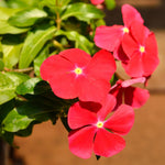 4 Pots Red Vinca Plants Live, 4-6" Tall Ground Cover Vinca Flowers for Outdoor Garden, Landscape, Containers