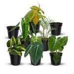 1 Random Philodendron Plant Live, Rare Tropical Variegated Live Indoor Houseplant, Starter Plants No Pot, 5-9" in Tall