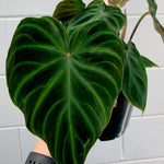 Large Heart-Shaped Philodendron Plant Live, Rare Tropical Variegated Live Indoor Houseplant, Starter Plants No Pot, 5-9" in Tall