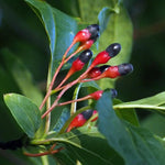 Sassafras Tree Live Plant 1-2 Feet Tall, Rare Sassafras Plant Well-Rooted in Pot, Very Cold Hardy, Zones 4 to 9