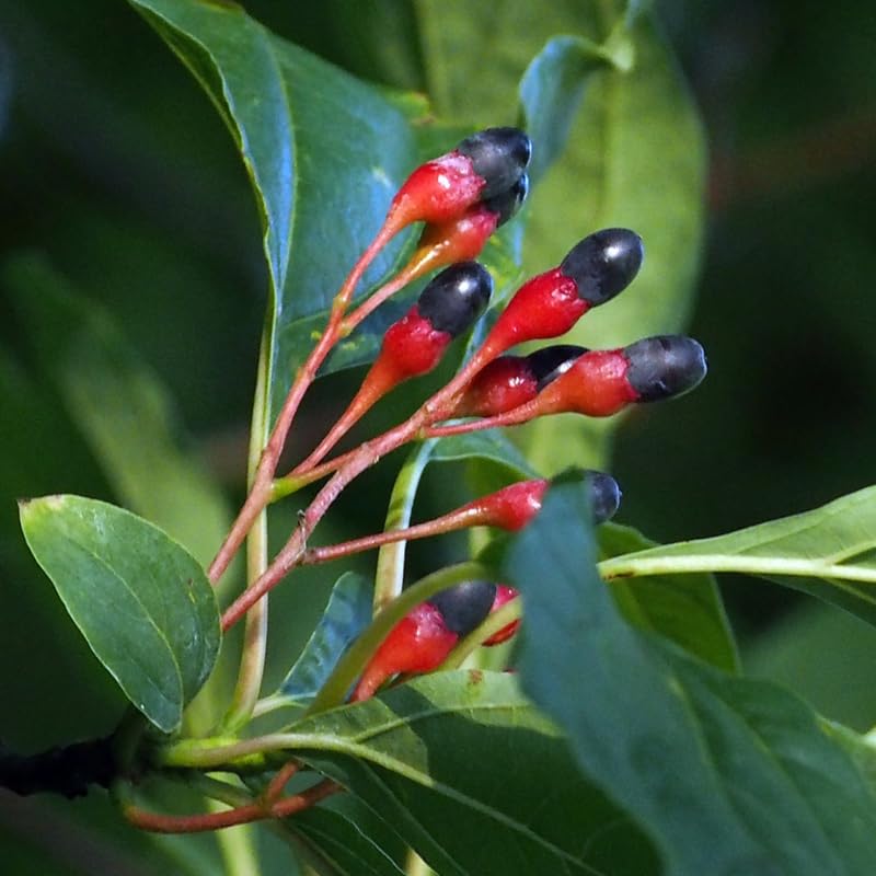 Sassafras Tree Live Plant 1-2 Feet Tall, Rare Sassafras Plant Well-Rooted in Pot, Very Cold Hardy, Zones 4 to 9