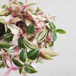 2 Pink Tradescantia Wandering Jew Plants Live, Tricolor Wandering Jew Indoor Houseplant, 3-5 Inches Tall in 3.25'' Pot