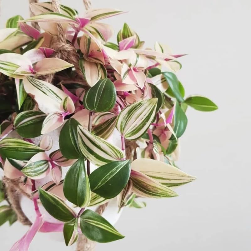 2 Pink Tradescantia Wandering Jew Plants Live, Tricolor Wandering Jew Indoor Houseplant, 3-5 Inches Tall in 3.25'' Pot
