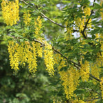 Golden Chain Tree Live Potted Tree, 16-24 Inch Yellow Wisteria Plants