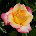 Rose Bush Live Plant, Fragrant Hybrid Tea Rose Flowers Well Rooted Plant, 5-10 Inc Tall for Planting Indoor Outdoor (Peace Rose)