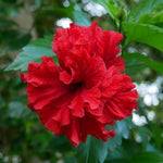 2 Double Red Hibiscus Tree Live Plant, Hardy Hibiscus Plants Live, 4 to 7 Inches, Hibiscus Shrub Tree for Garden